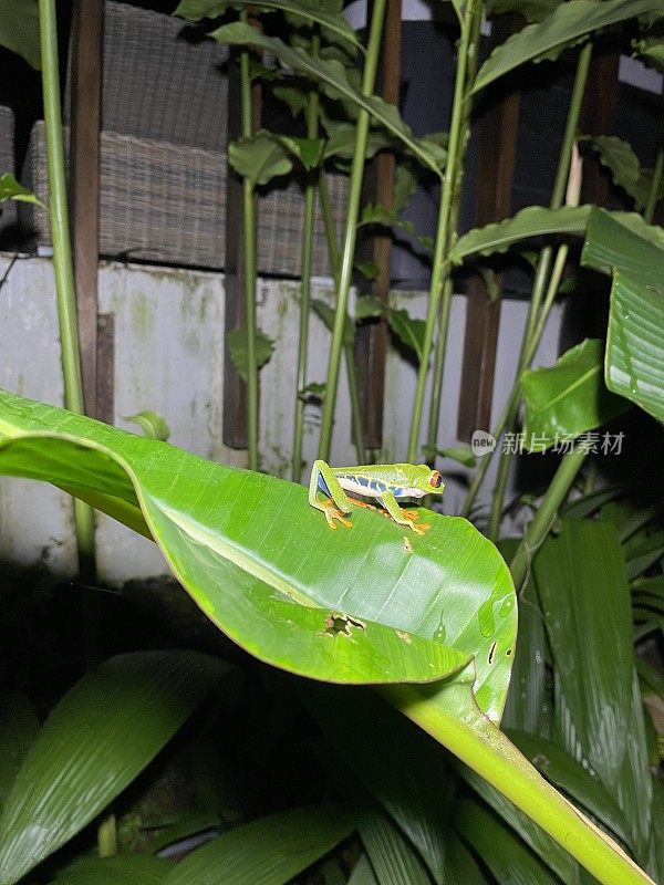 红眼树蛙，哥斯达黎加热带雨林-阿伦国家公园
