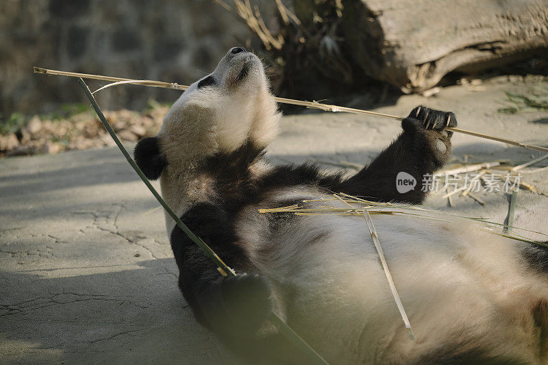 一只成都大熊猫在阳光下吃竹子