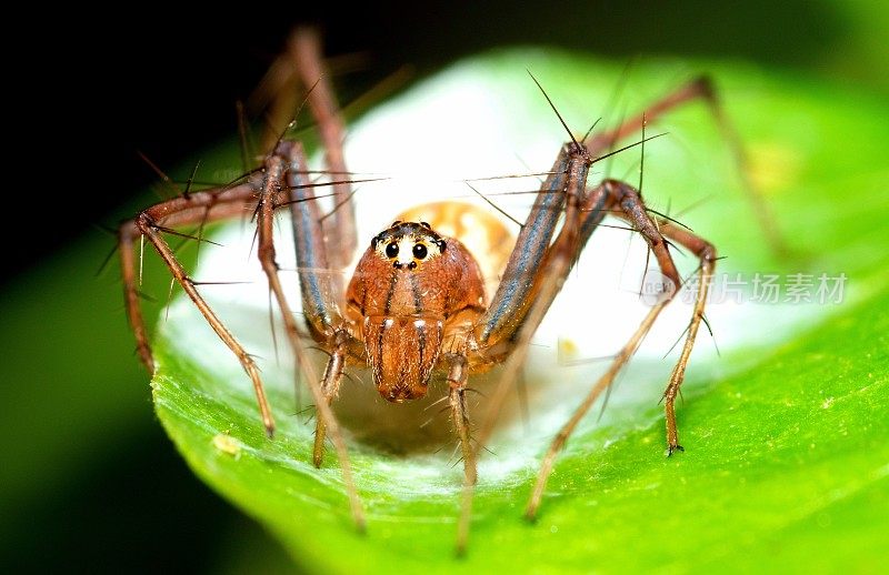 绿叶上的蜘蛛和网-动物行为。