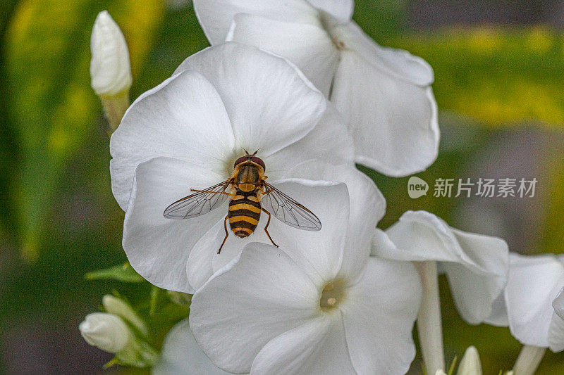 食蚜蝇，毛眼花，虻科。