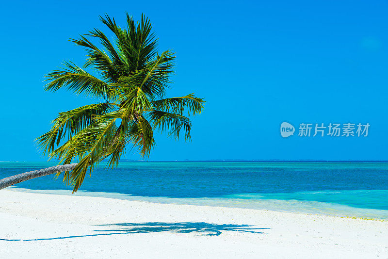 马尔代夫Herathera岛热带天堂海滩的棕榈树