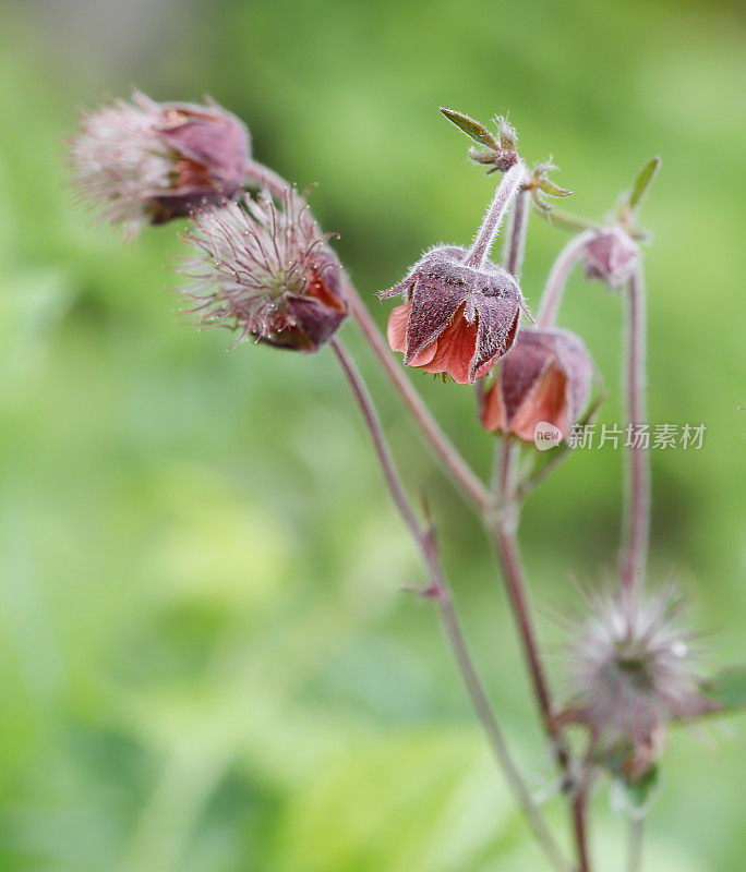 wateravens(琴的对手)