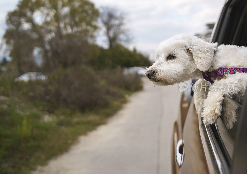 马耳他梗犬把头伸出车窗，观察周围的环境