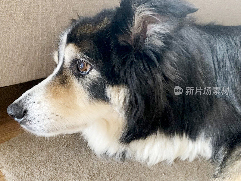 友好的边境牧羊犬近距离