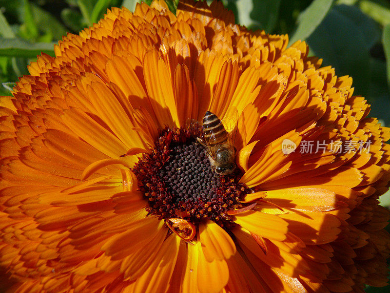 Insect-Bee。