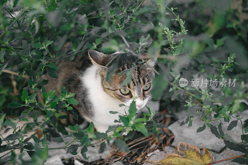 白虎斑白花猫从花园的灌木丛中凝视着