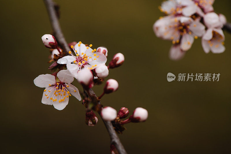 春天粉红色的花