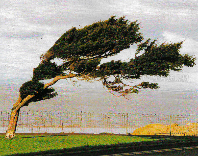 被风吹拂的紫杉树(红豆杉baccata)在悬崖顶上散步的地标，Clevedon，北萨默塞特，英格兰，英国的图像