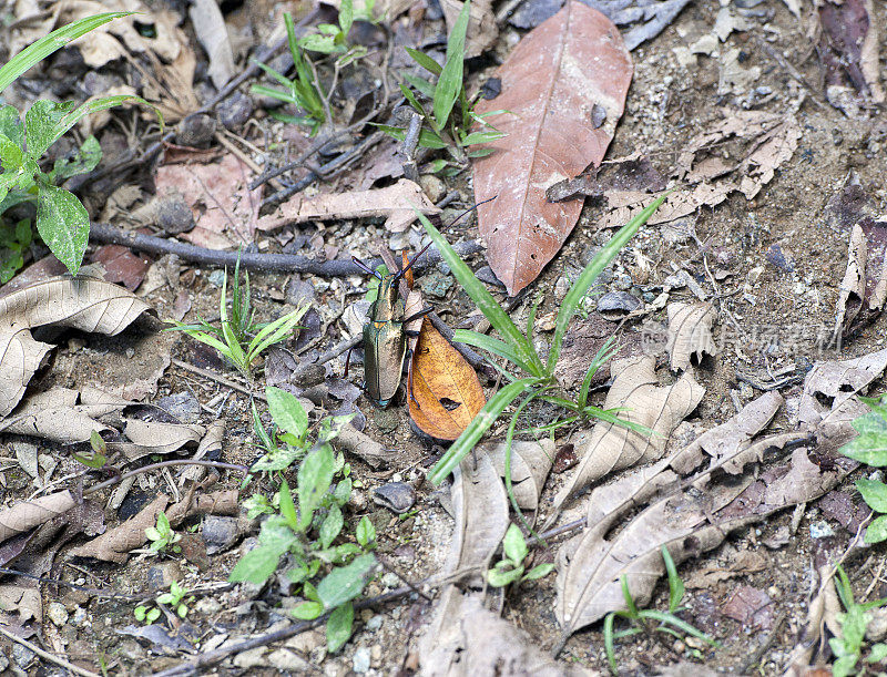 绿金属支持甲虫，Pacuare河，哥斯达黎加