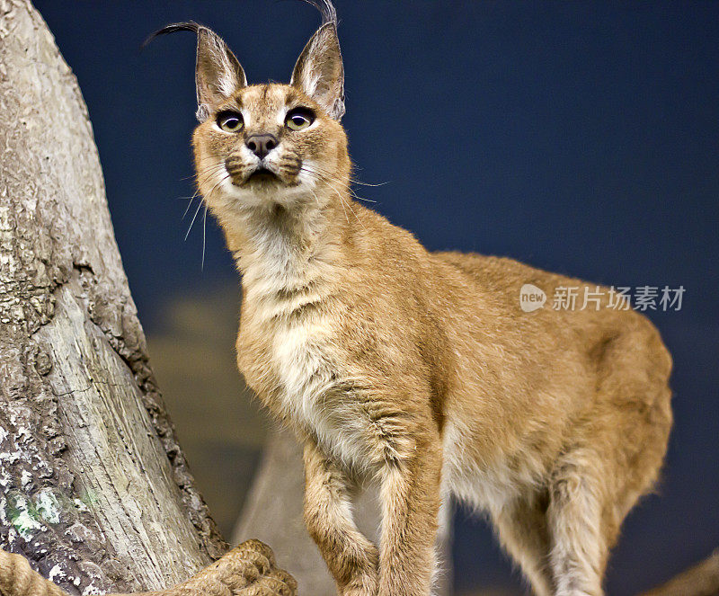 Caracal行尸走肉