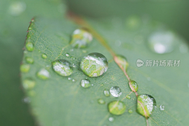 玫瑰的叶子上有雨滴