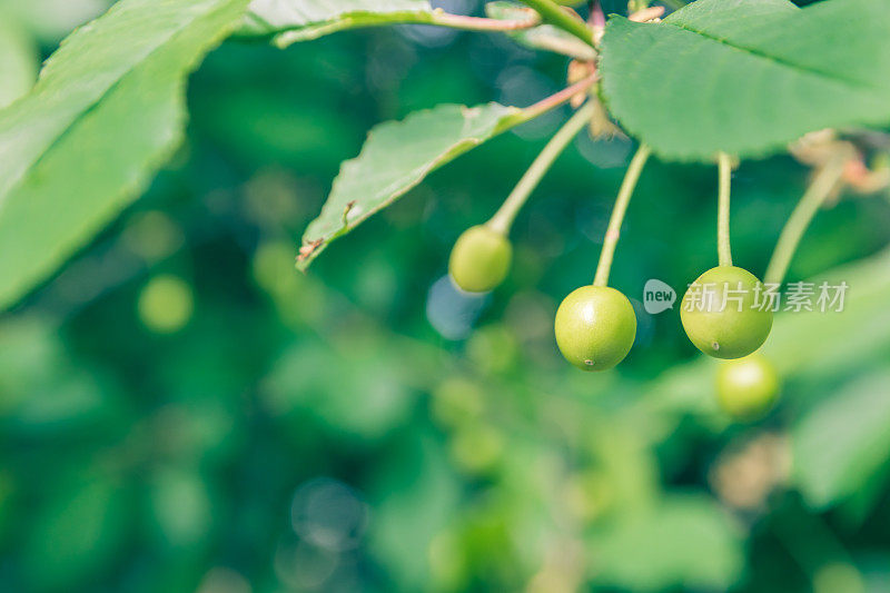 未成熟的青樱桃在春天成熟在树上，浅深的田野，绿色的叶子背景