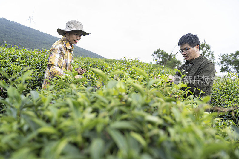 两个男性农民在一个有机茶园采茶