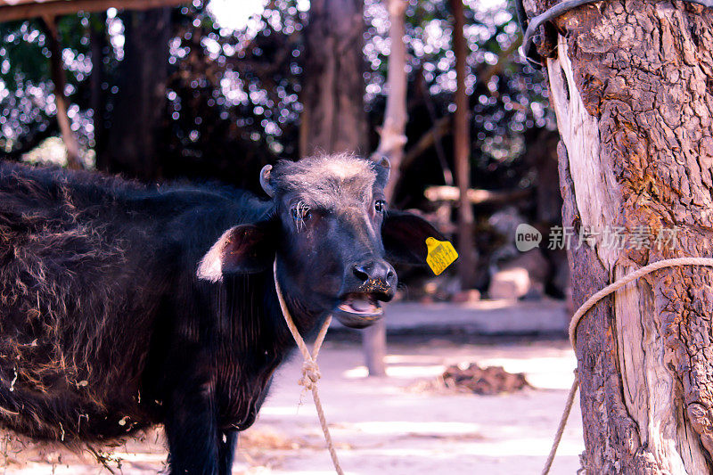 印度黑水牛群，印度水牛的美丽镜头，国内农场的小水牛，村庄的黑水牛，农场的小水牛，选择性聚焦