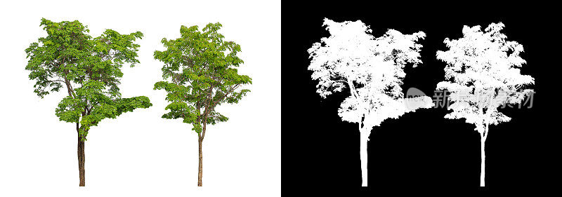 树透明的图片背景与剪辑路径，单个树与剪辑路径和alpha通道
