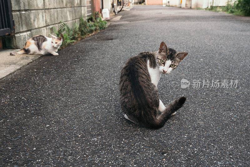 两只小猫在日本小巷里放松的画面