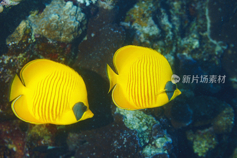 红海蒙面蝴蝶鱼鱼鱼水下海洋生物珊瑚礁水下照片水肺潜水员的观点