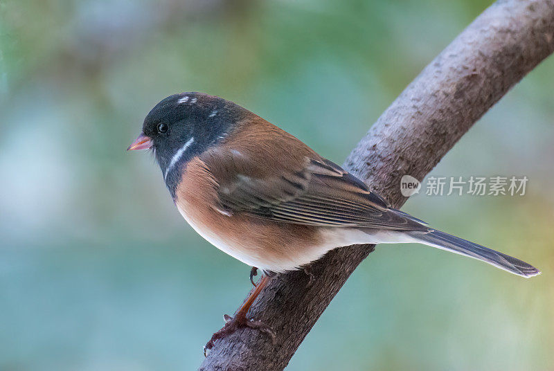 黑眼Junco