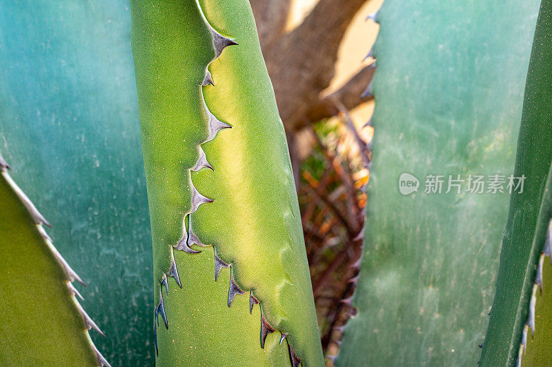 花园里的植物特写