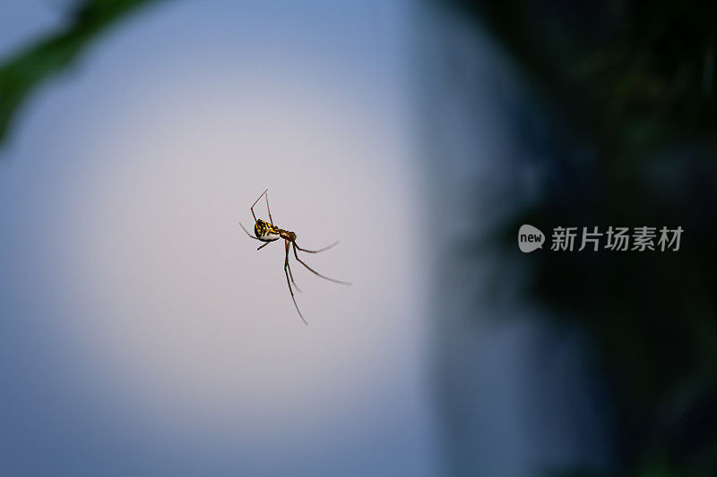 花园蜘蛛挂在网上