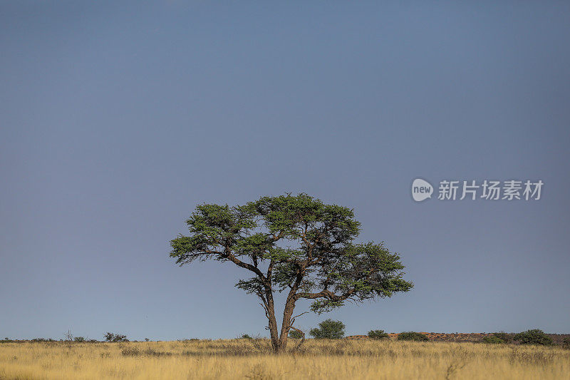 Kgalagadi草原上的一棵孤零零的刺树