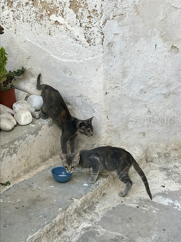 希腊-帕罗斯岛-两只猫