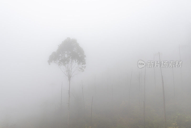 清晨的雾弥漫了整个山林
