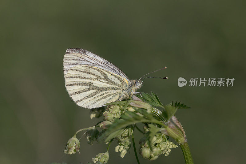 绿脉的白蝴蝶，在植物头上有花蜜