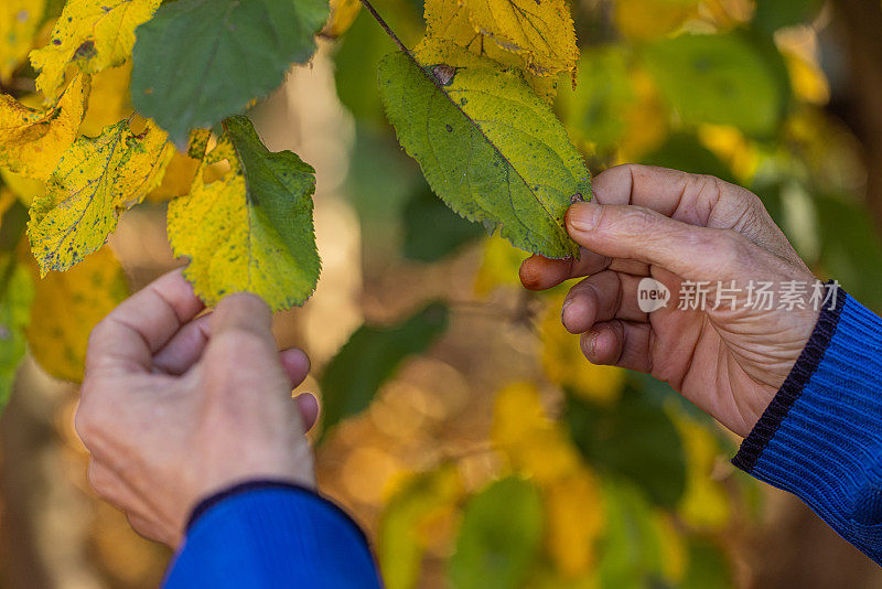 一位老人的手握着一片黄叶