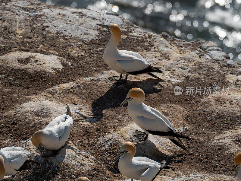 塘鹅鸟