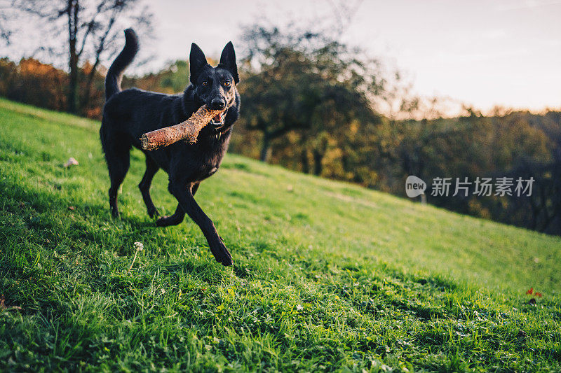 可爱的快乐狗玩棍子股票照片