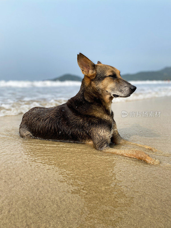 特写图像的印度野生流浪躺在潮湿的沙滩上，海水的边缘在退潮，杂种狗坐与海浪退潮和流动，海边的潮汐，重点在前景