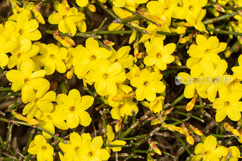 白花茉莉，冬茉莉