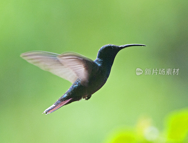 盘旋中的紫剑翼蜂鸟，图里阿尔巴，哥斯达黎加