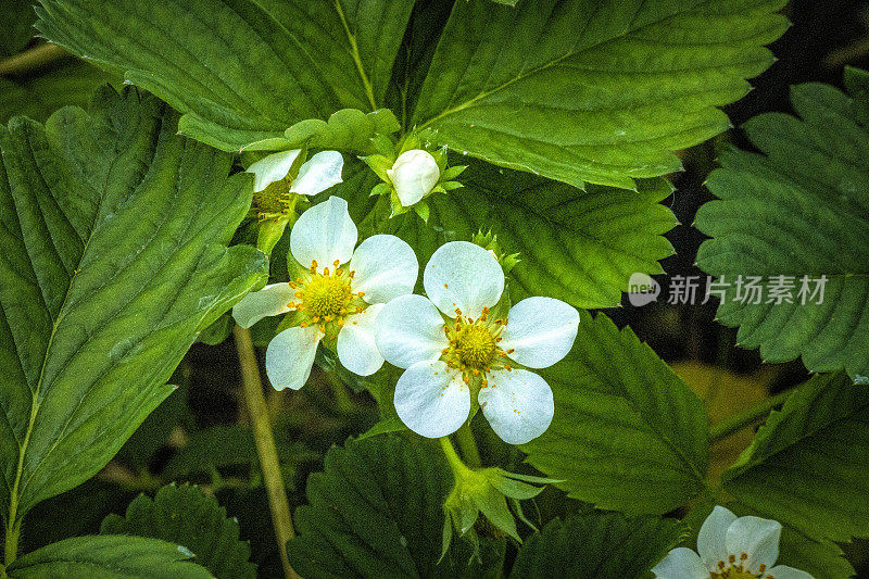 草莓花特写