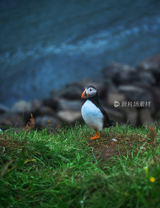 冰岛海岸悬崖上的海鹦