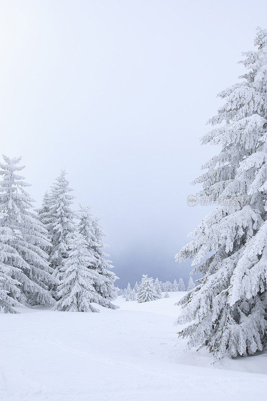 冬天的风景。圣诞节的仙境。神奇的森林。松林覆盖着粉雪完美的雪道外深雪滑雪。高山景观意大利阿尔卑斯山滑雪场。滑雪胜地意大利，欧洲。