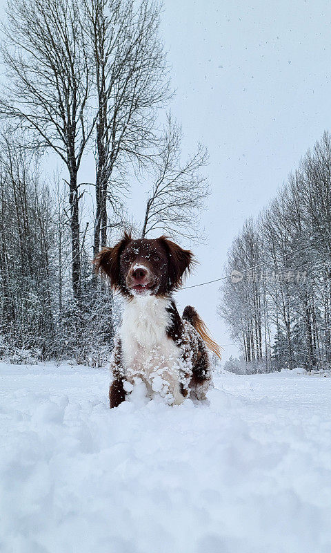 狗在雪地里奔跑。布列塔尼猎犬在深雪中