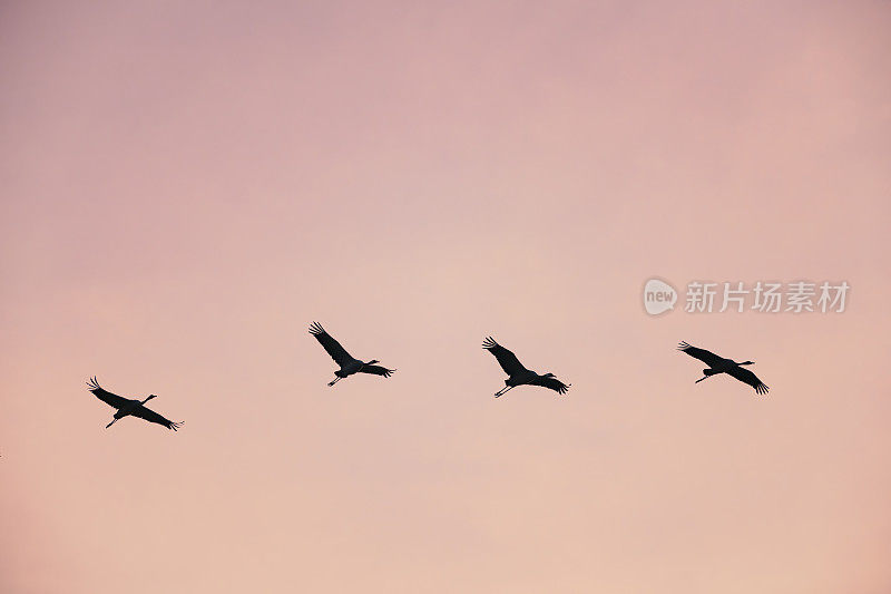 鹤鸟或普通鹤在秋天迁徙时在夕阳下飞行