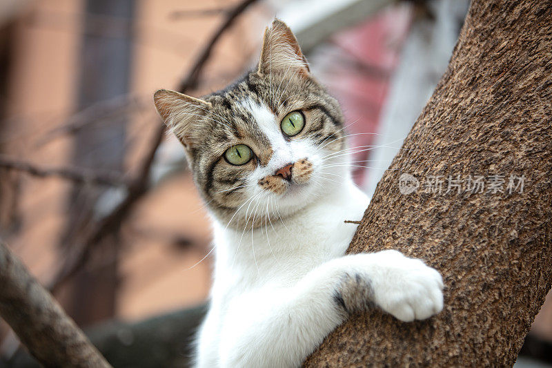 流浪猫正看着树上的摄像机。