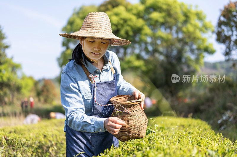 一位亚洲妇女在有机茶园采茶