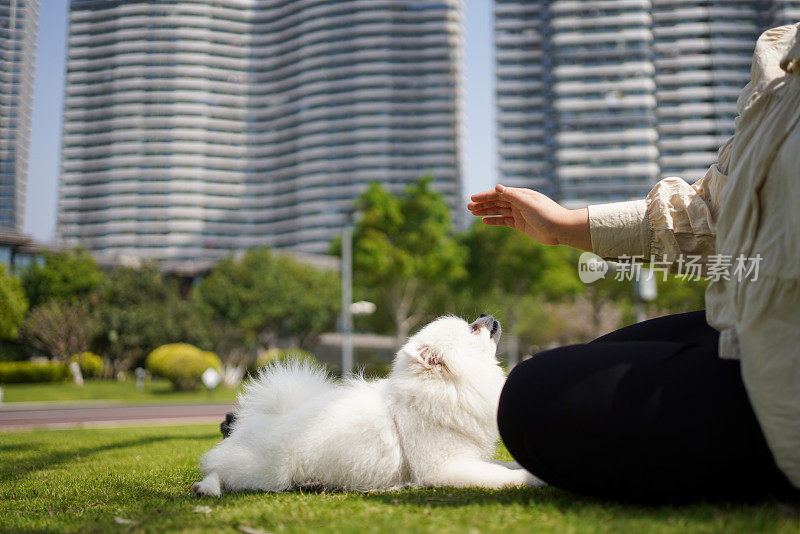 可爱的博美犬和它的主人在草地上玩耍