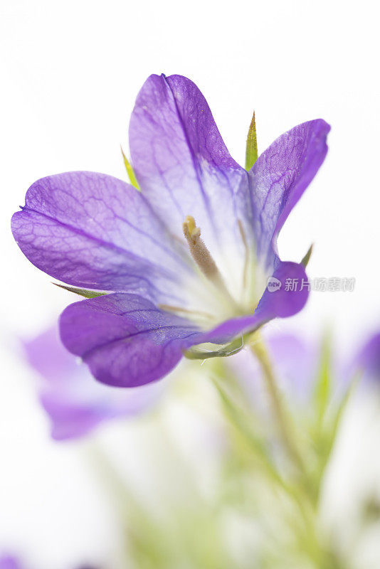 白色背景上的紫色野花
