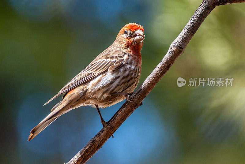 雄性家雀