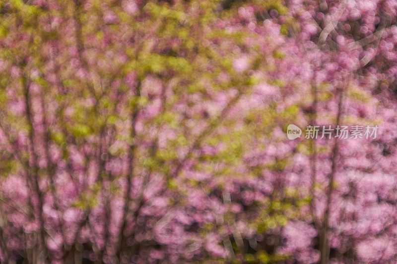 粉红色的樱花与蓝天散景背景。散焦和模糊镜头效果。