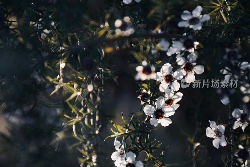 麦卢卡茶树