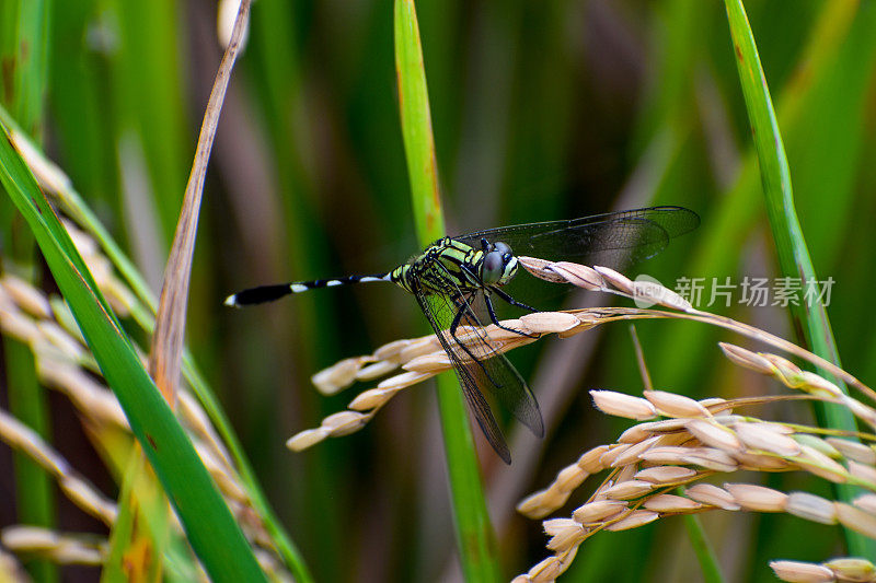 一只蜻蜓栖息在稻田的稻秆上，这是印度尼西亚中爪哇一个村庄的绿色稻田