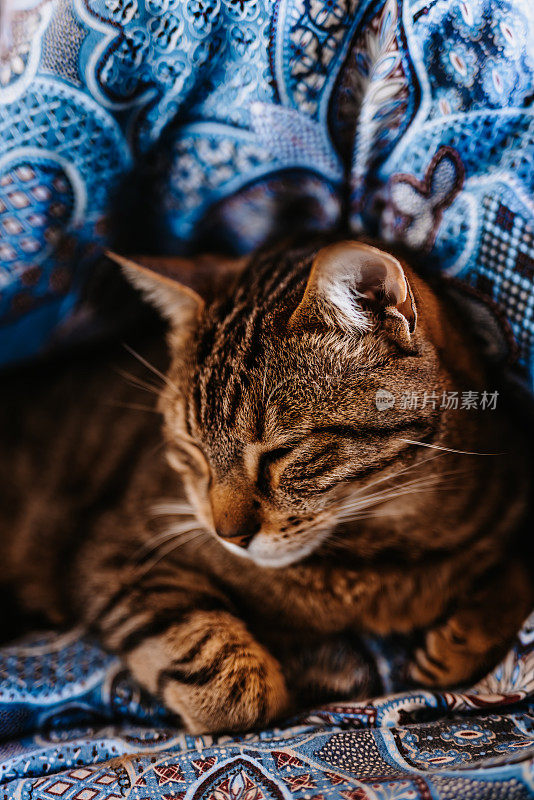 一只睡意朦胧的灰棕色的猫躺在他自己做的羽绒被洞的床上