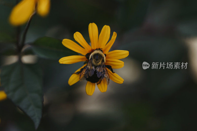 花上的大黄蜂