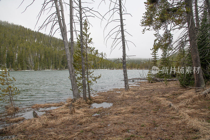 在美国西部和北美的黄石生态系统中，一个雾蒙蒙的早晨，宁静而寒冷的湖泊